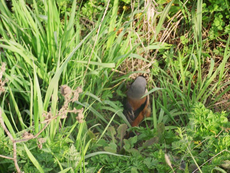 dscf8070.jpg