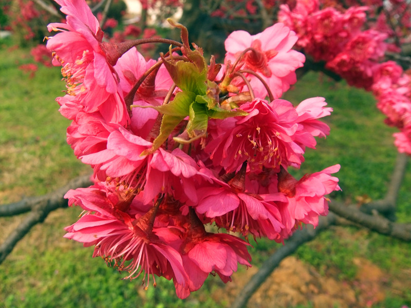 dscf9510_.jpg