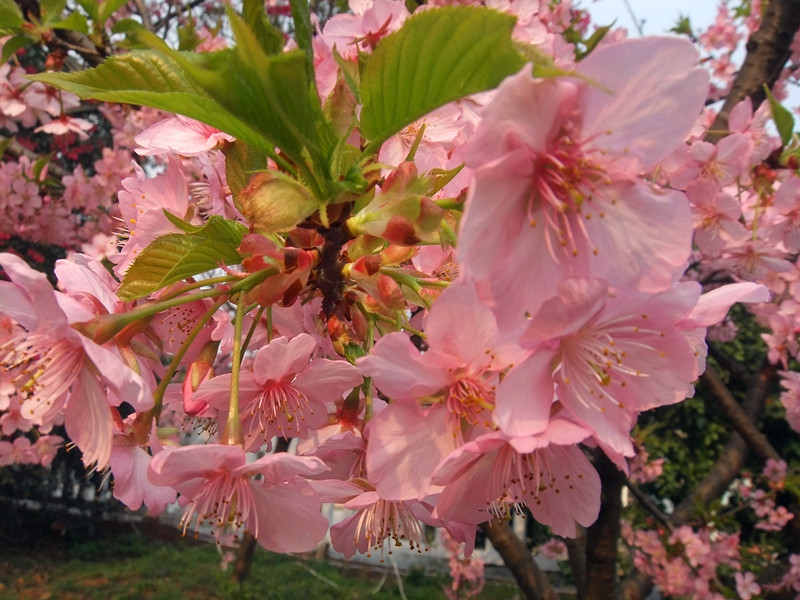 dscf9517_.jpg