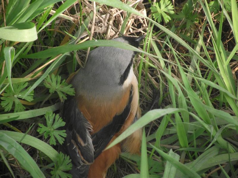 dscf8074.jpg