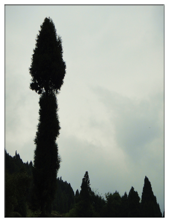 dsc;09437_.jpg
