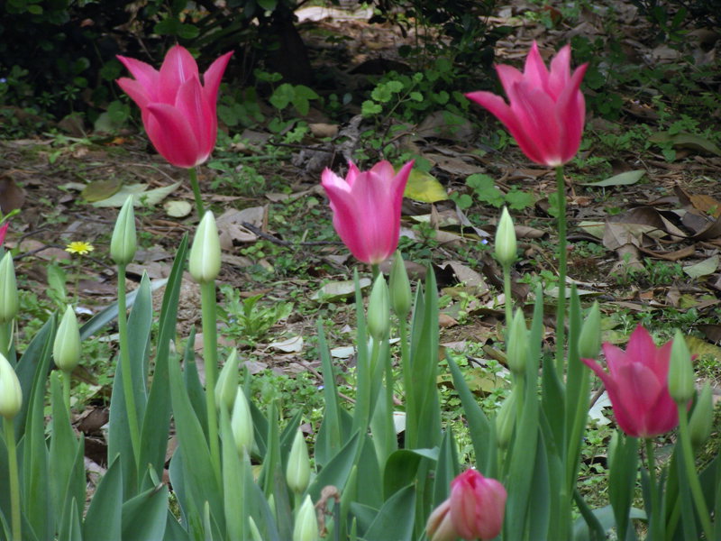 dscf8091.jpg