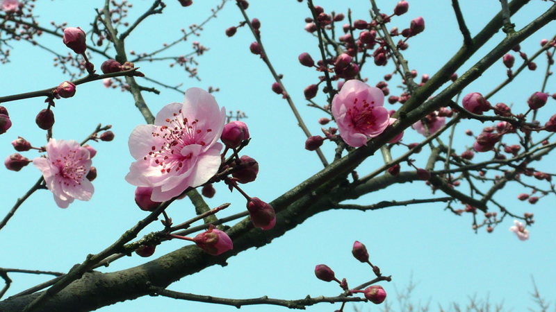 p1090102.jpg