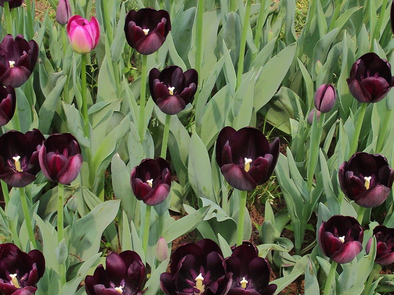dscf8120_.jpg