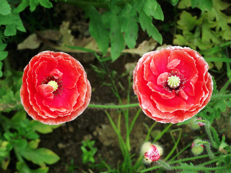 dscf8173.jpg