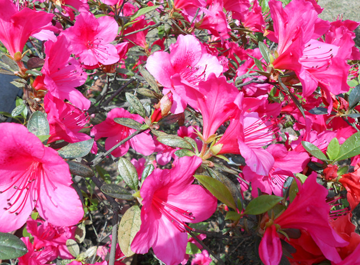 dscn0507.jpg