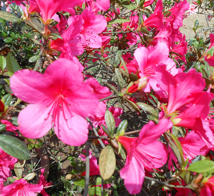 dscn0508.jpg