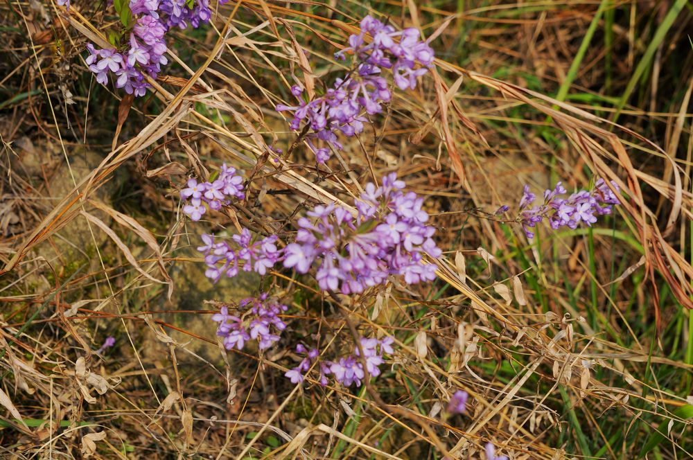 dsc00399.jpg