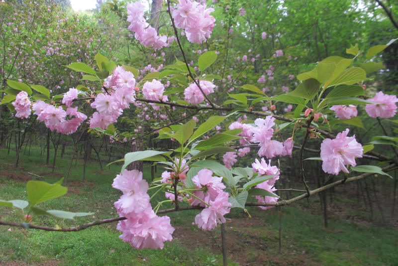 tubu8.jpg