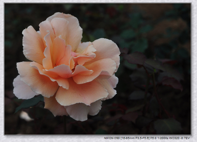 dsc_2195aw.jpg