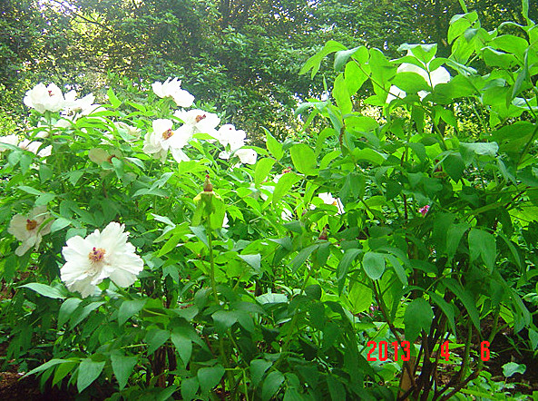 dsc02100__.jpg