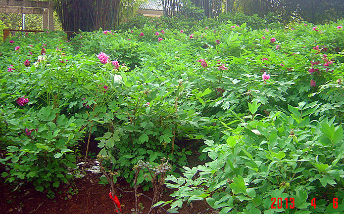 dsc02093___.jpg