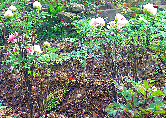 dsc02097____.jpg