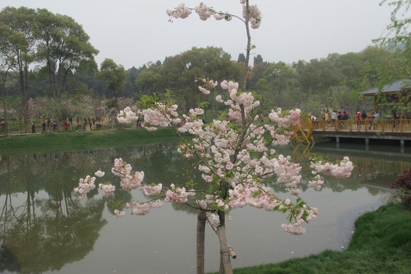 tubuyinghua1.jpg