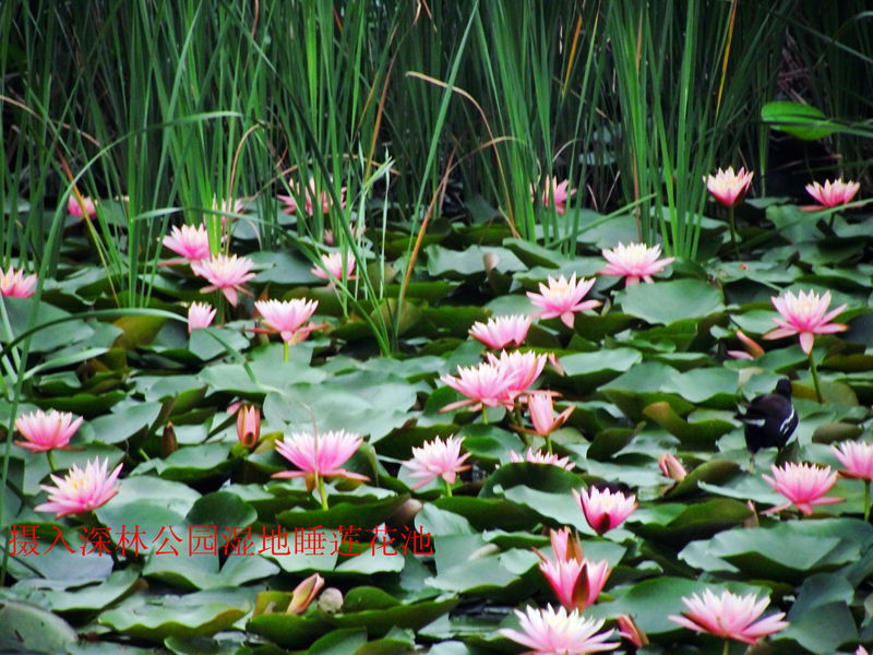 dscf8143.jpg