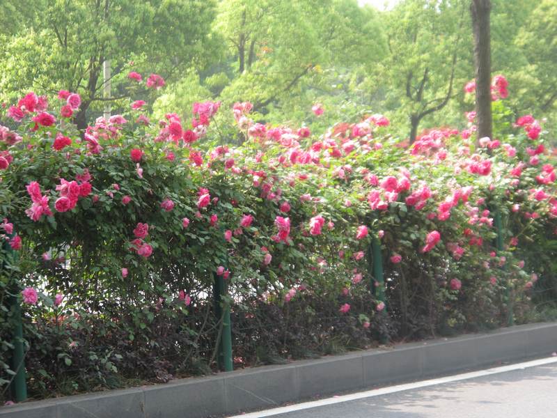 4ĥɽͽ 077.jpg