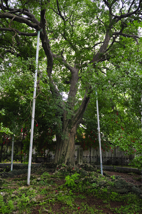 _dsc9991.jpg