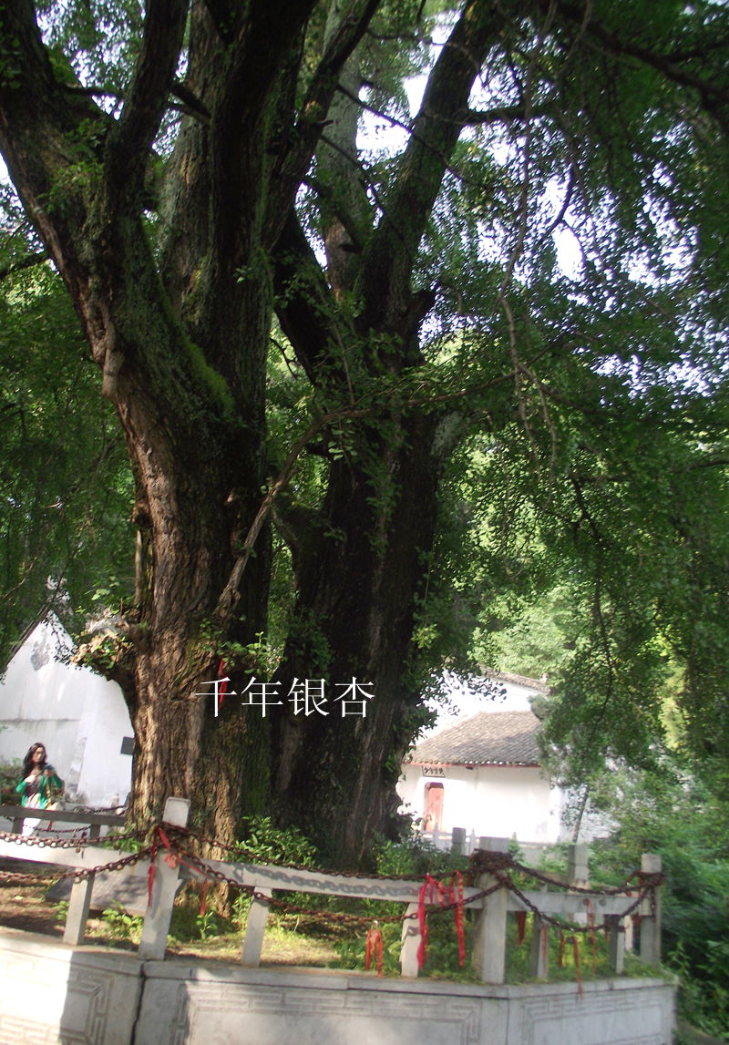 dscf8103.jpg
