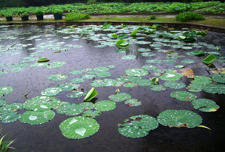neo_img_100_9399.jpg