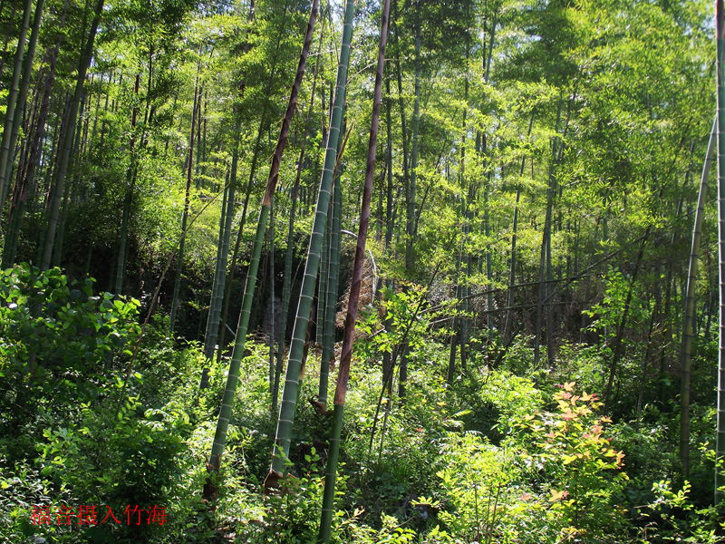 dscf8193.jpg
