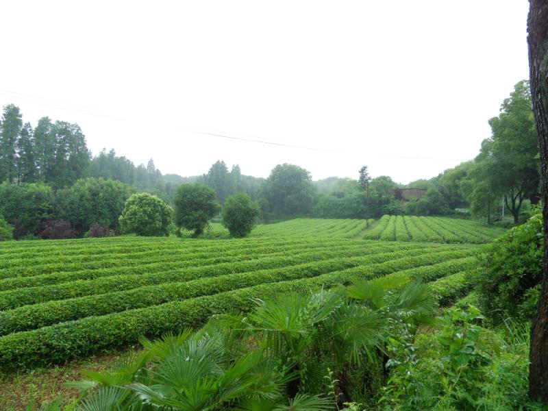 sdc18229.jpg