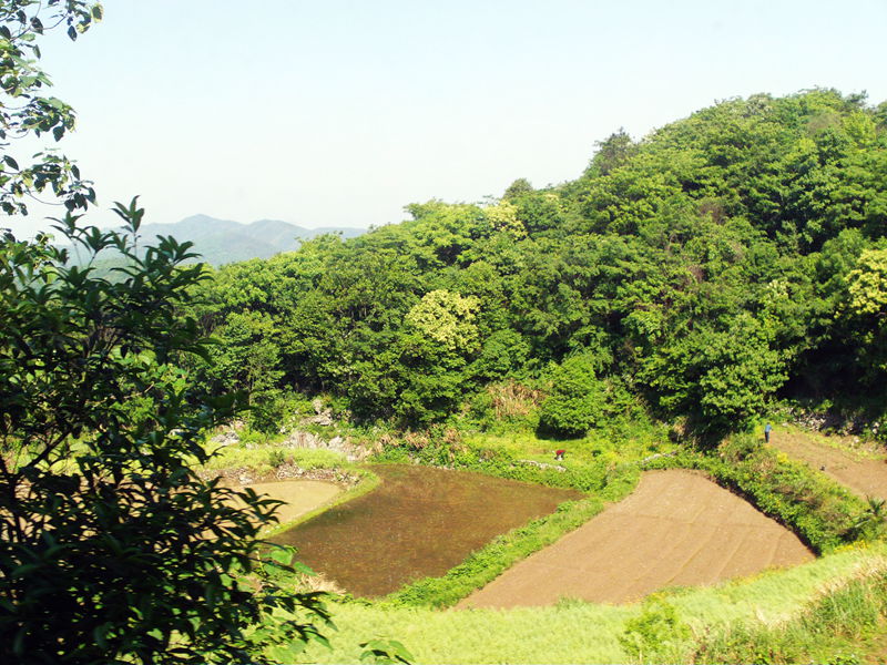 file1610.jpg