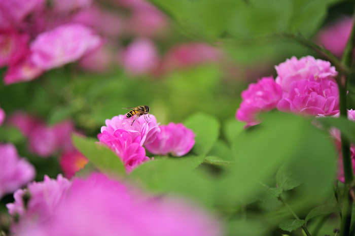 _dsc9384.jpg