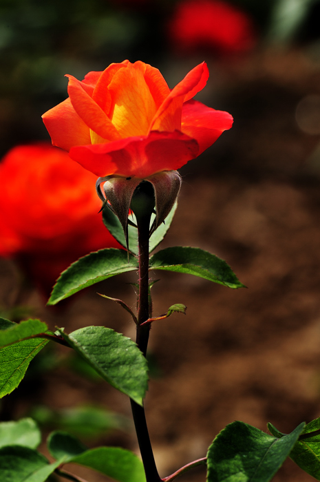 _dsc9449.jpg
