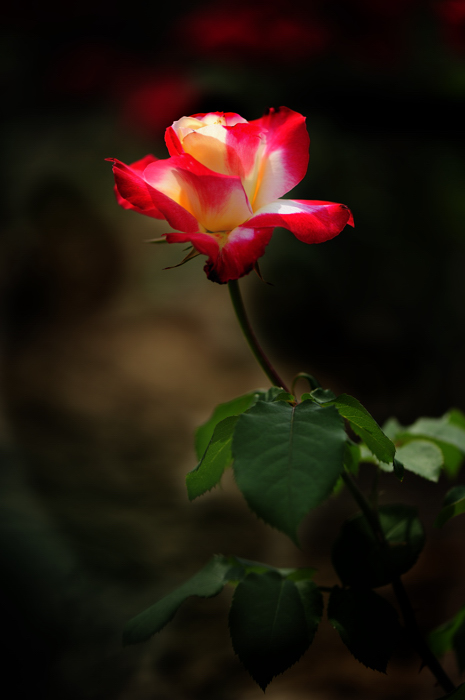 _dsc9471.jpg