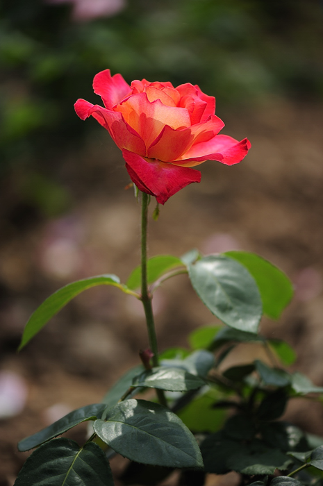 _dsc9478.jpg