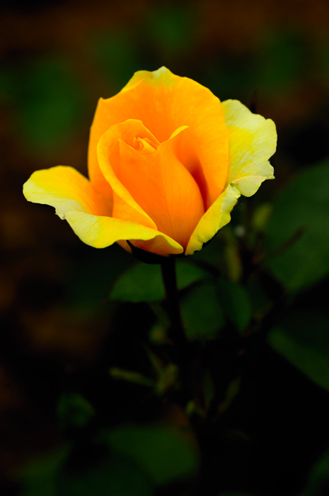 _dsc9524.jpg