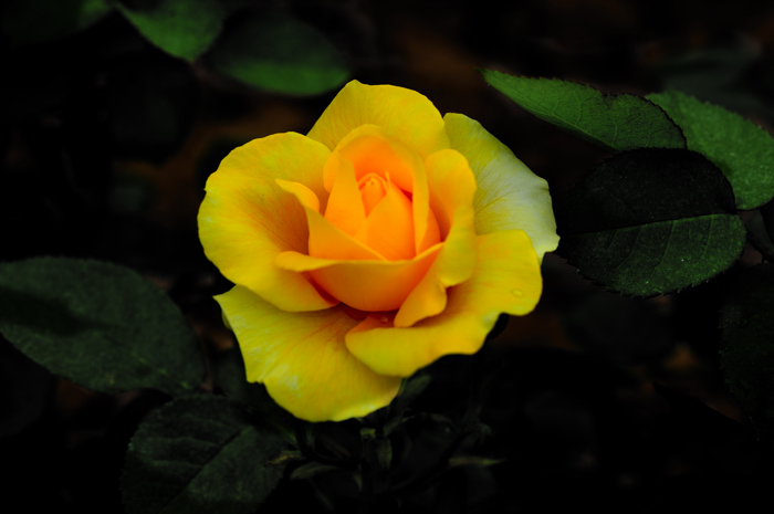 _dsc9530.jpg