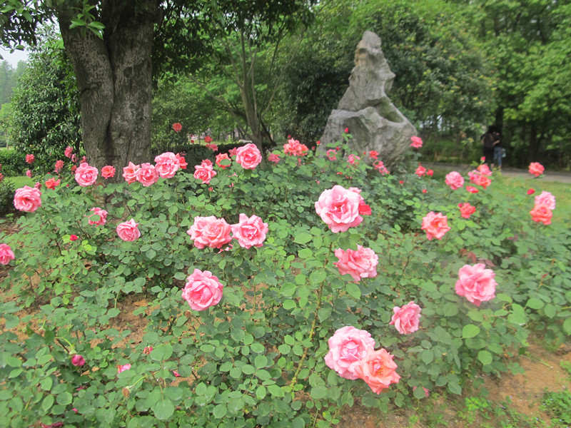 55ĥɽͽ 070.jpg