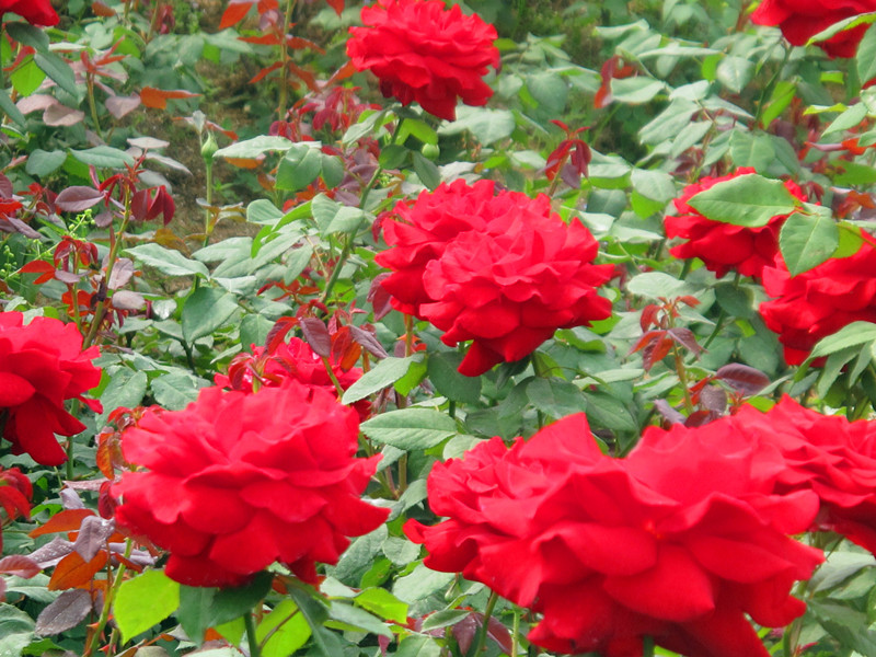 55ĥɽͽ 077.jpg