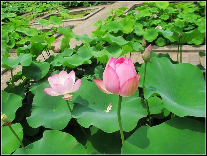 Ƭ 069.jpg