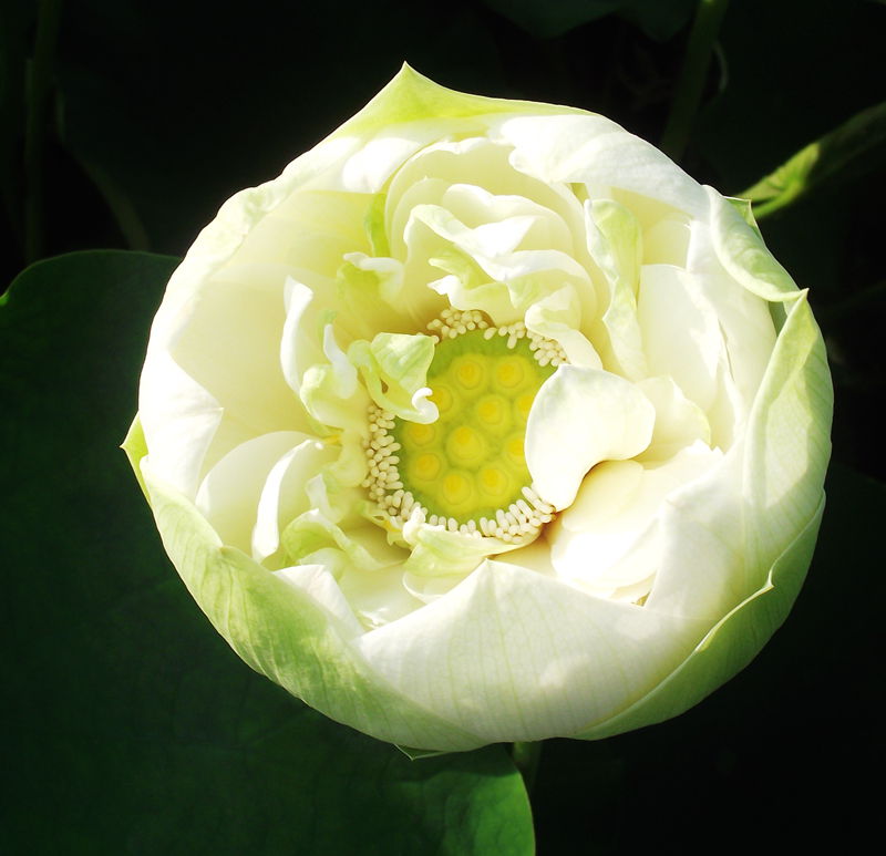 dscf8011.jpg
