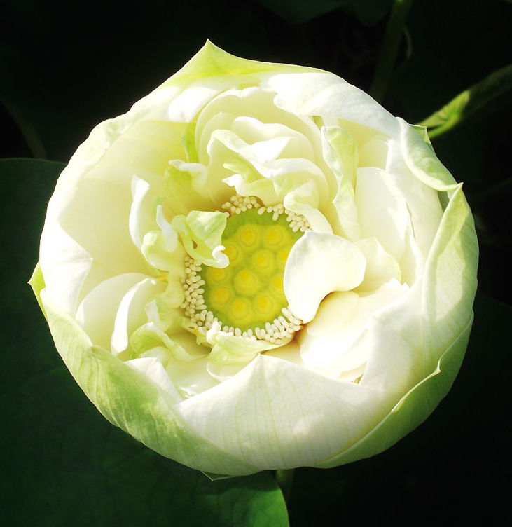 dscf8011.jpg