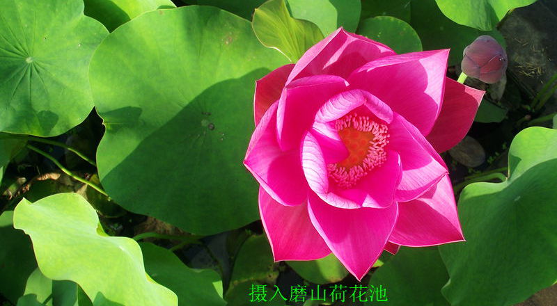 dscf8015.jpg