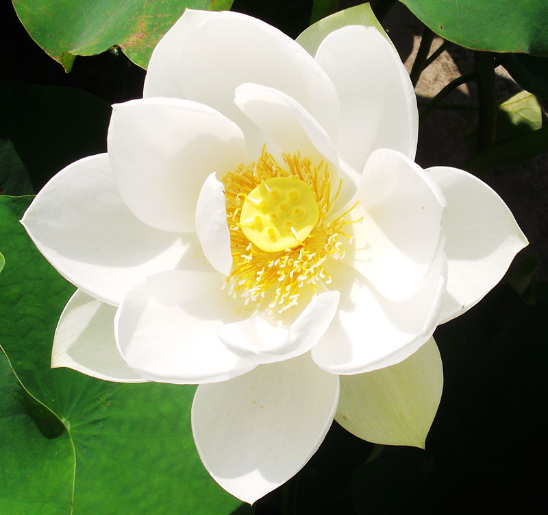 dscf8083.jpg