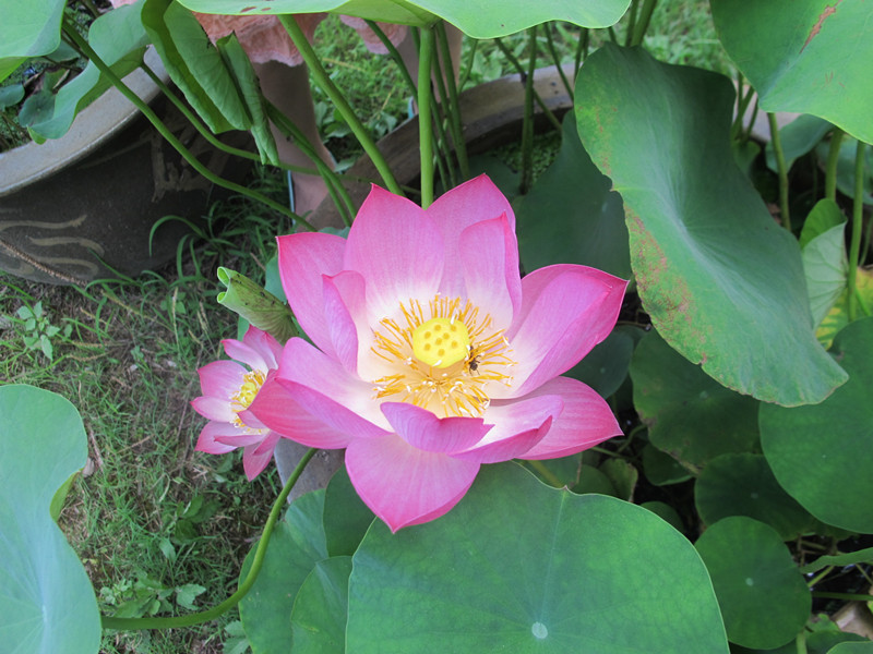 2013.6.16ĥɽͽ 011.jpg