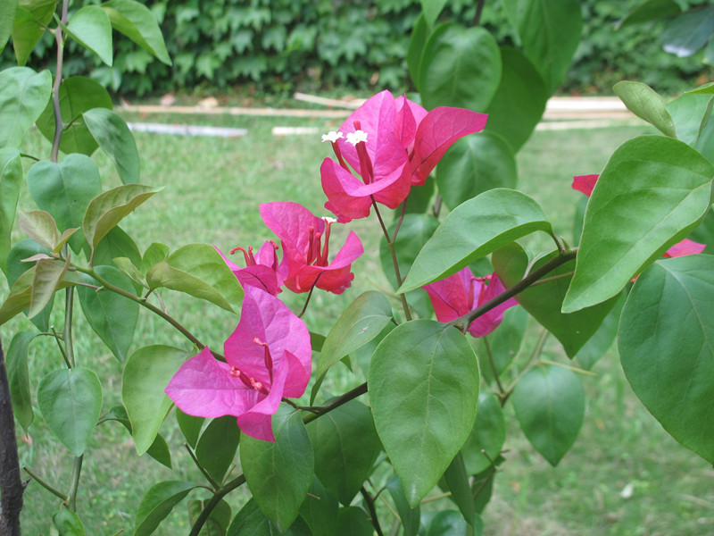 2013.6.16ĥɽͽ 093.jpg