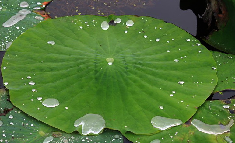 neo_img_img_4721.jpg