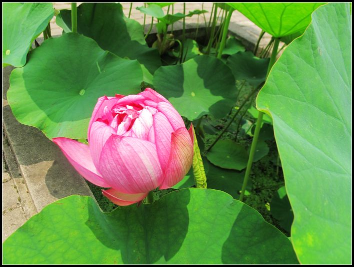 Ƭ 070.jpg