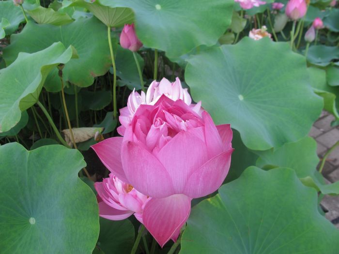 Ƭ 087.jpg
