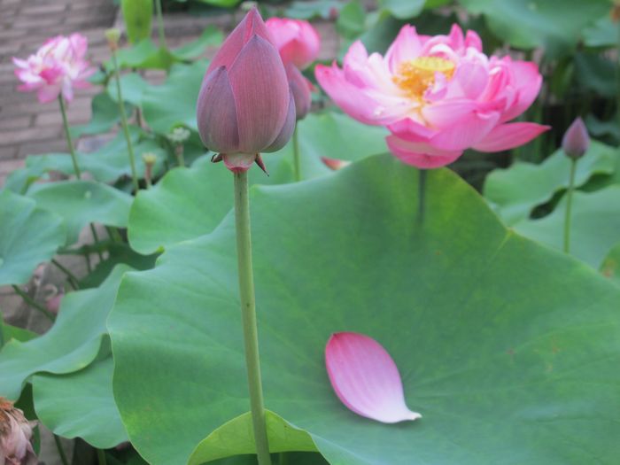 Ƭ 091.jpg
