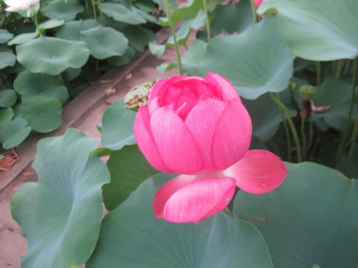 Ƭ 092.jpg
