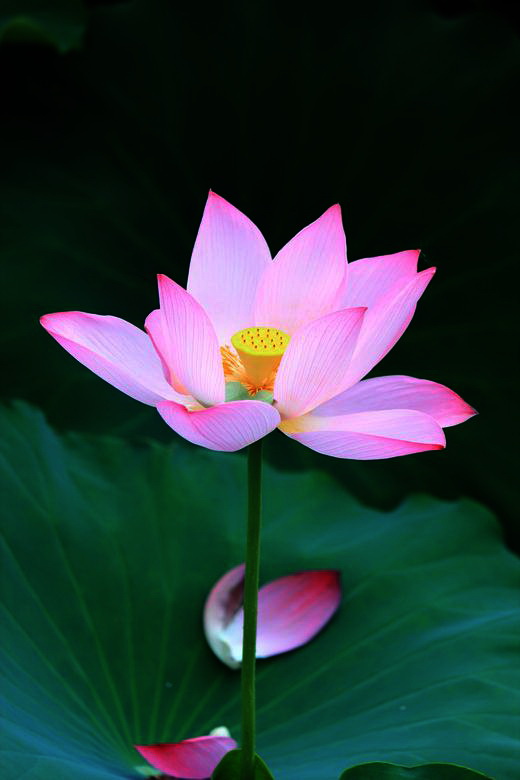 neo_img_img_5970.jpg