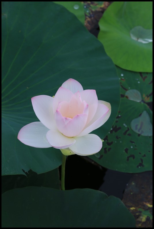 conew_ź (20).jpg