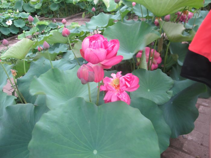 Ƭ 093.jpg