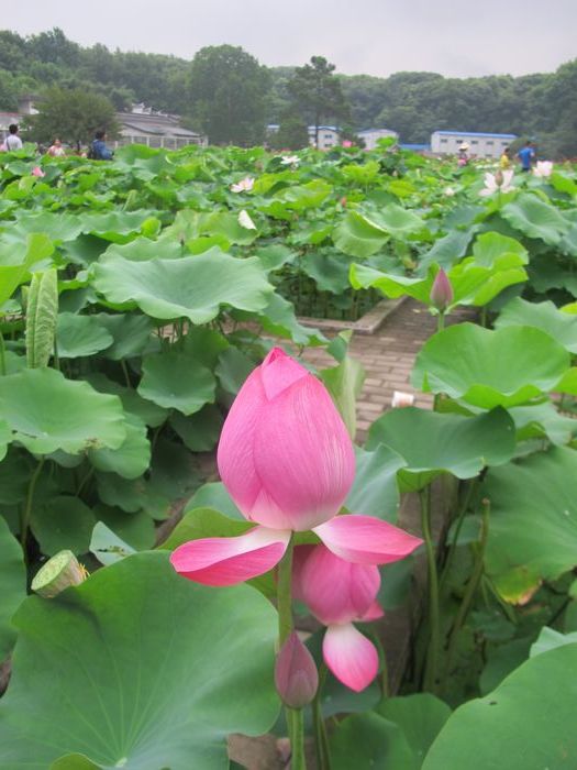 Ƭ 096.jpg